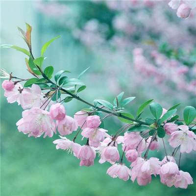 菜机app破解版下载