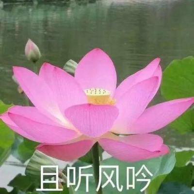 战斗吧弱鸡手游下载