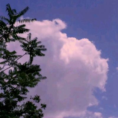 精灵契约手游bt版下载